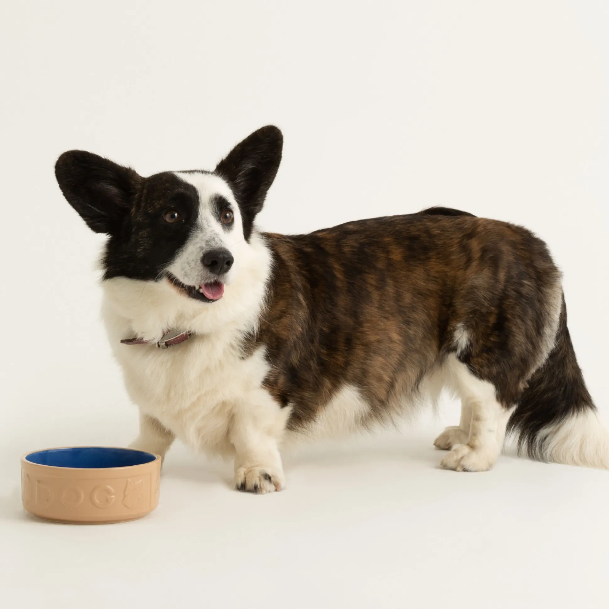 Cane & Blue Lettered Dog Bowl 15cm