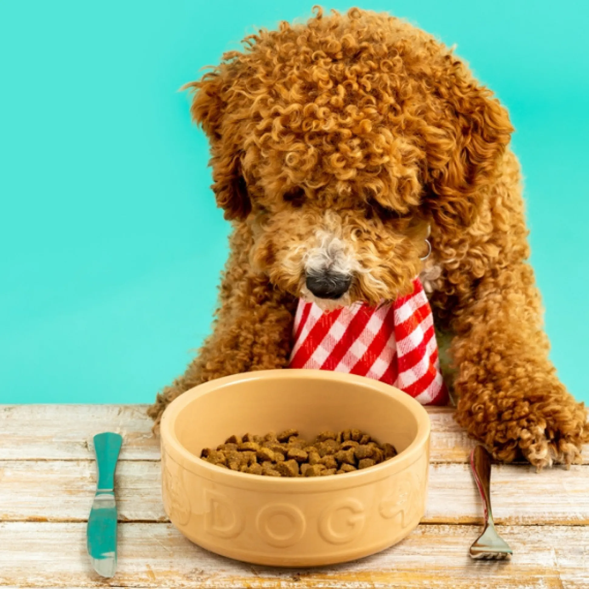 Cane Lettered Dog Bowl 15cm