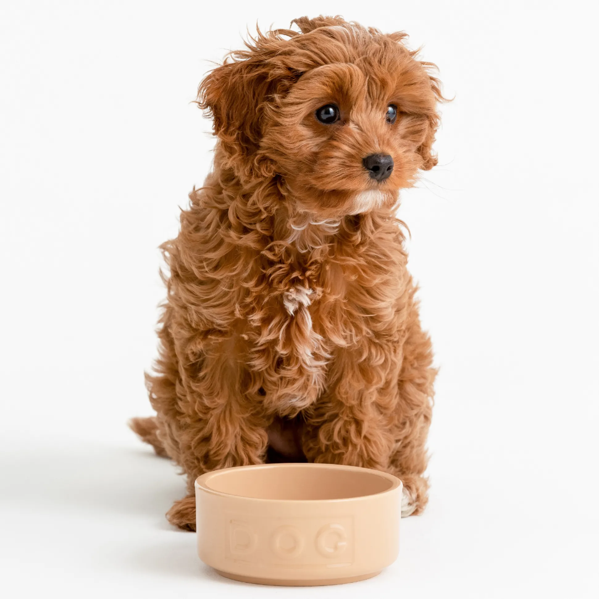 Cane Lettered Dog Bowl 13cm