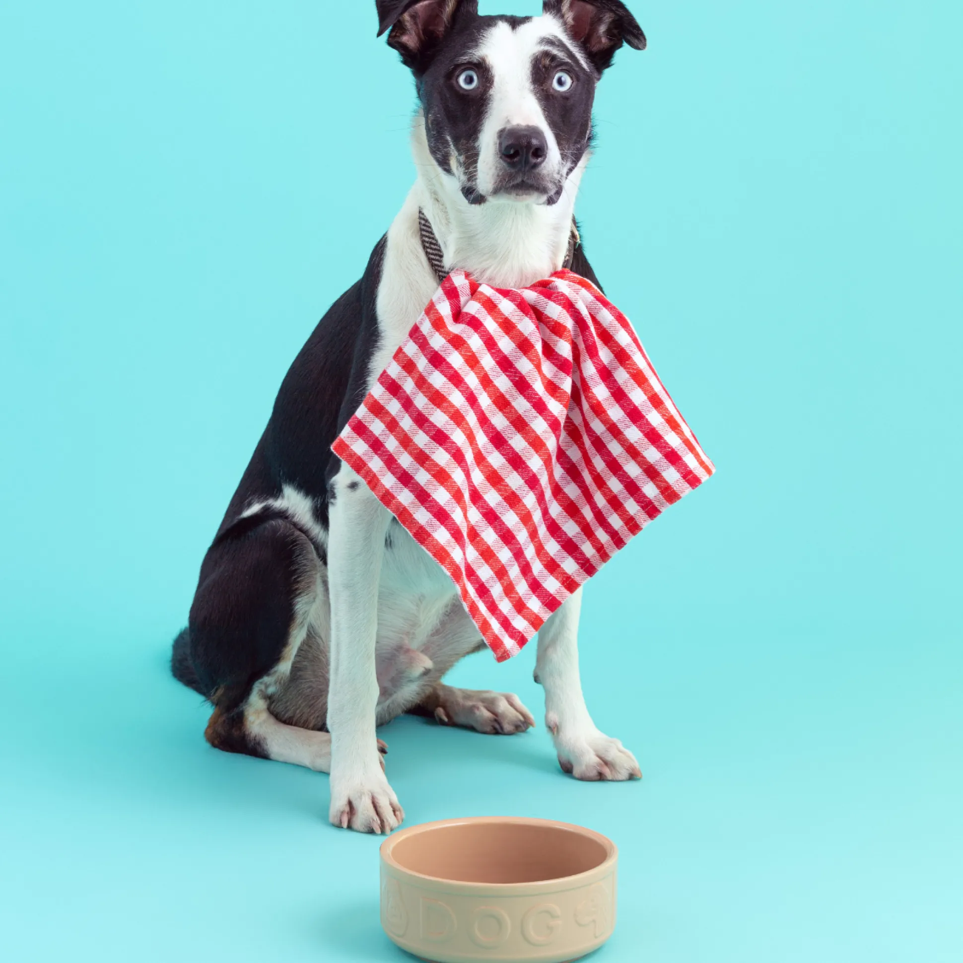 Cane Lettered Dog Bowl 18cm