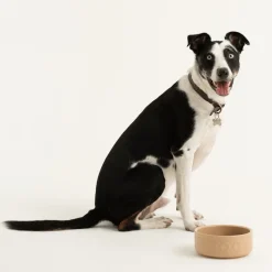 Cane Lettered Dog Bowl 18cm