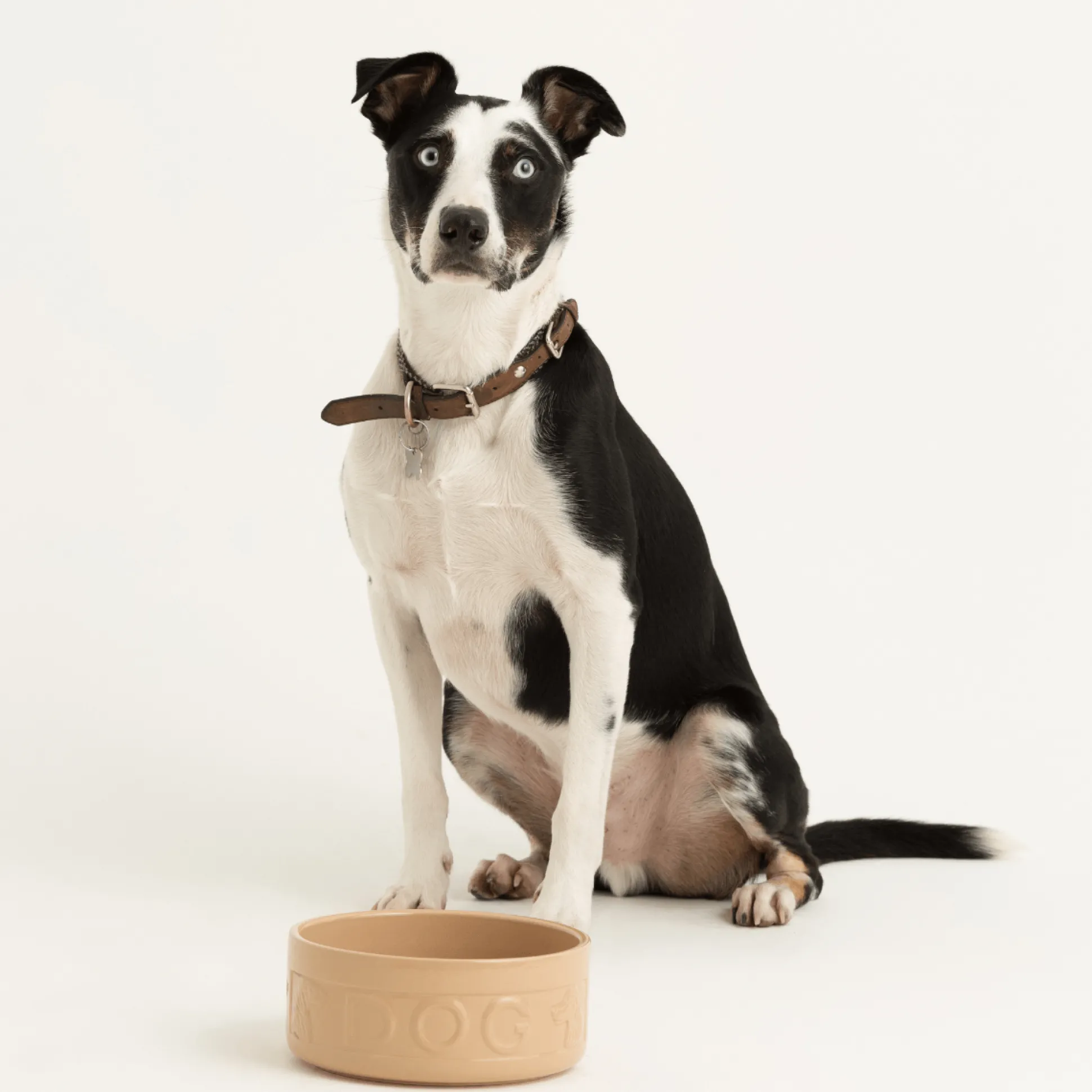 Cane Lettered Dog Bowl 25cm