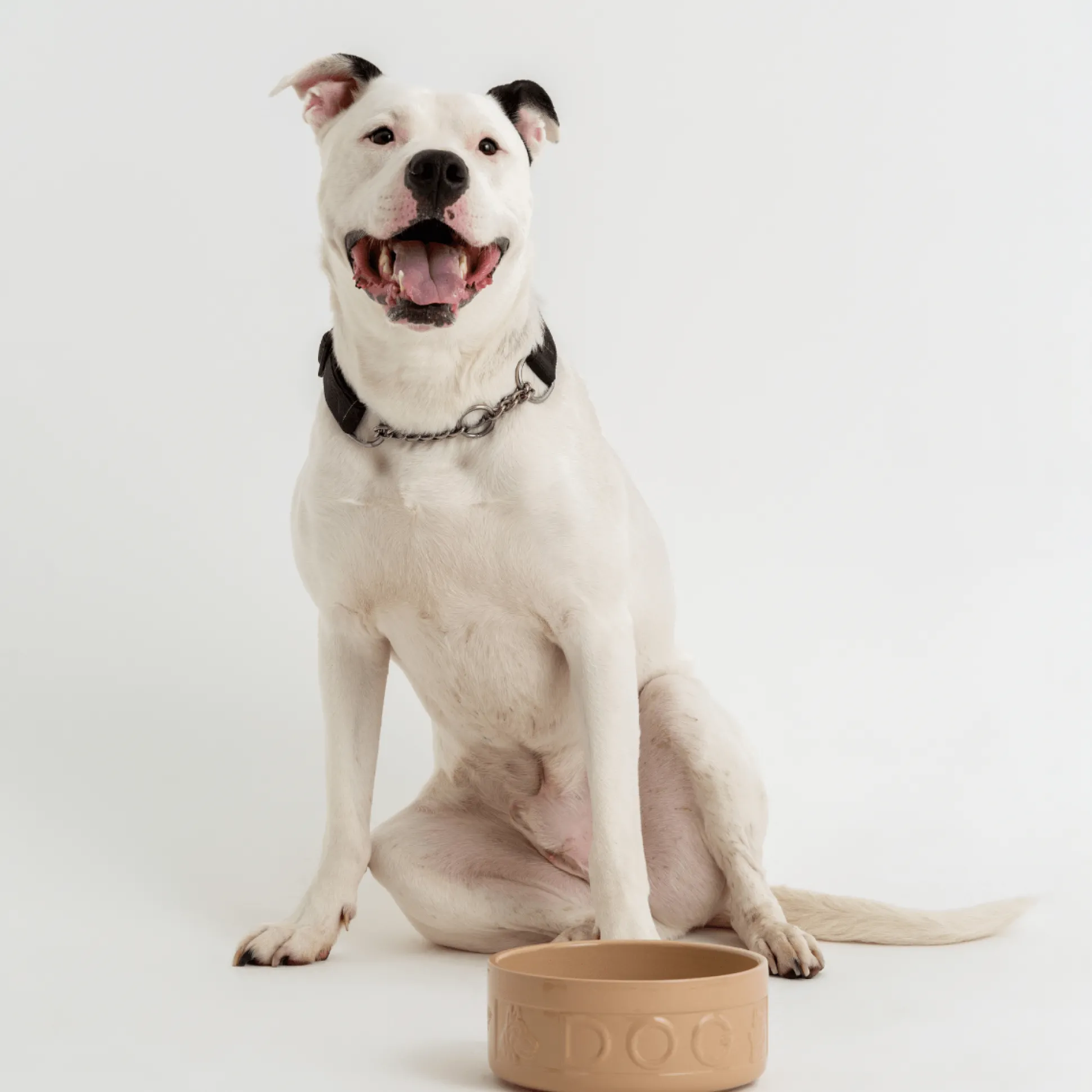 Cane Lettered Dog Bowl 20cm