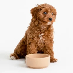 Cane Pet Bowl 13cm