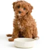 Colour Mix Cream Set Of 2 Dog Bowls 15cm