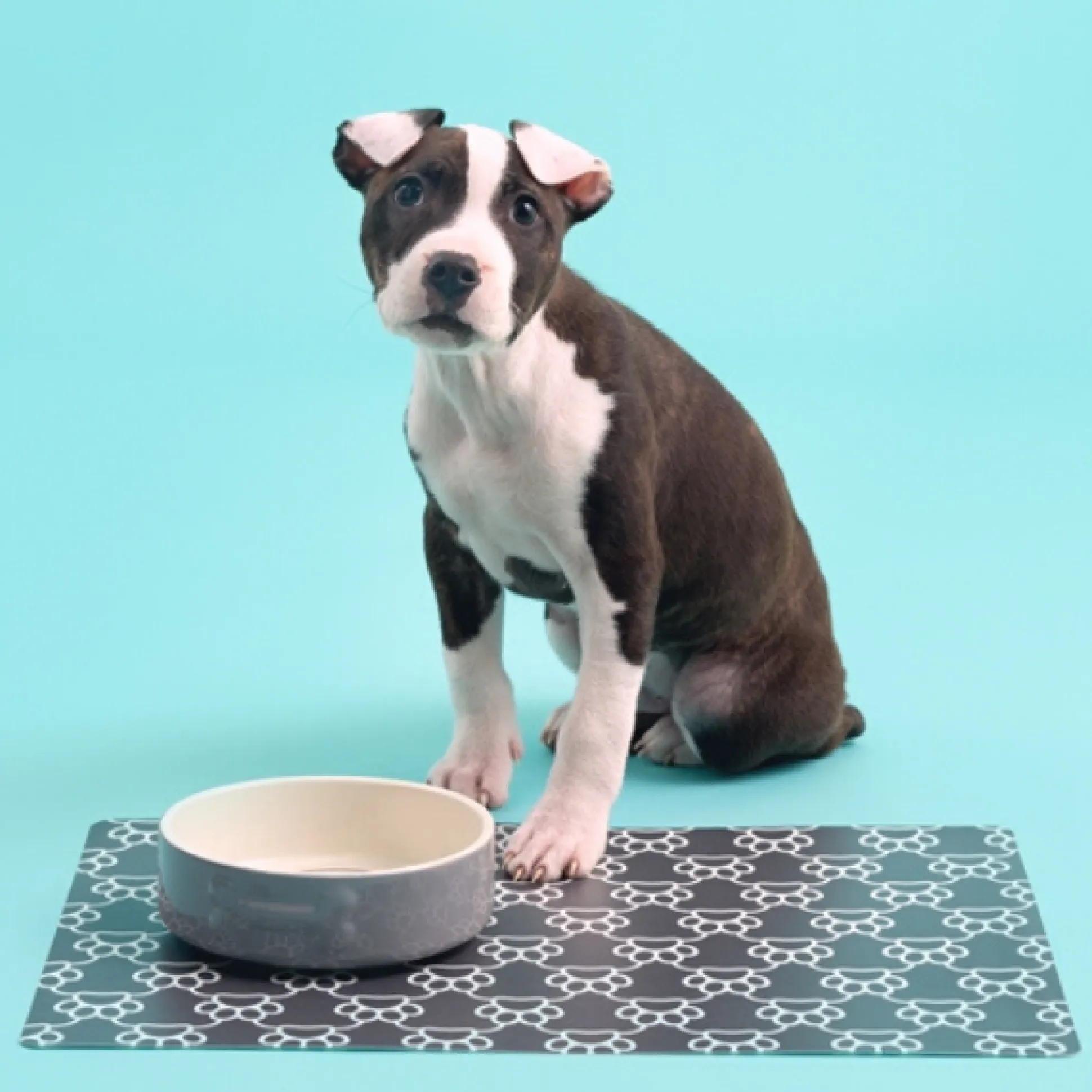 Colour Mix Grey Set Of 2 Dog Bowls 15cm