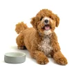 Linear Grey Set Of 2 Pet Bowls 15x5cm