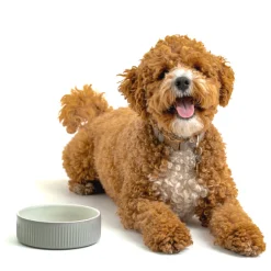 Linear Grey Set Of 2 Pet Bowls 15x5cm