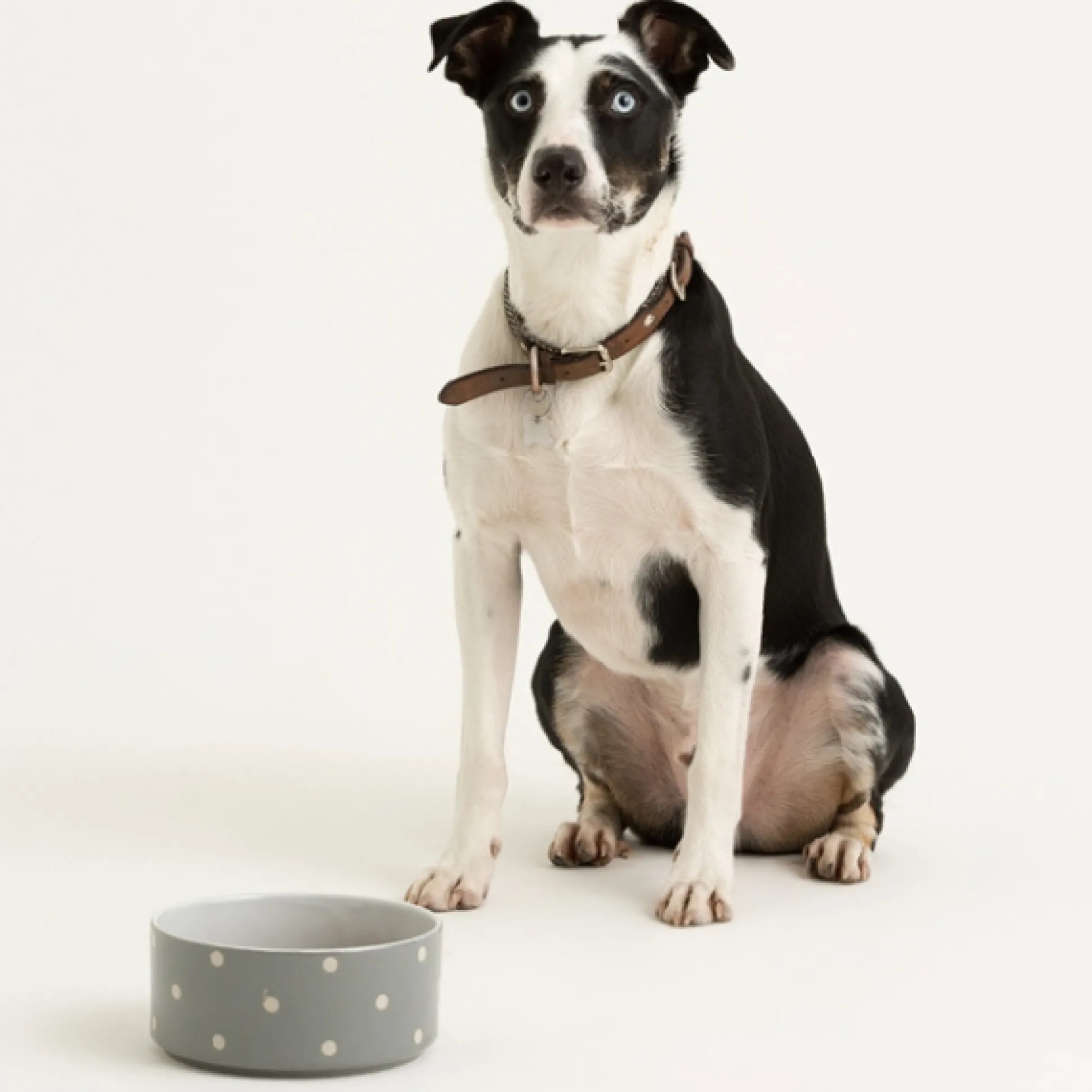 Polka Dot Grey Set Of 2 Dog Bowls 18cm
