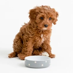 Polka Dot Grey Set Of 2 Pet Bowls 13cm