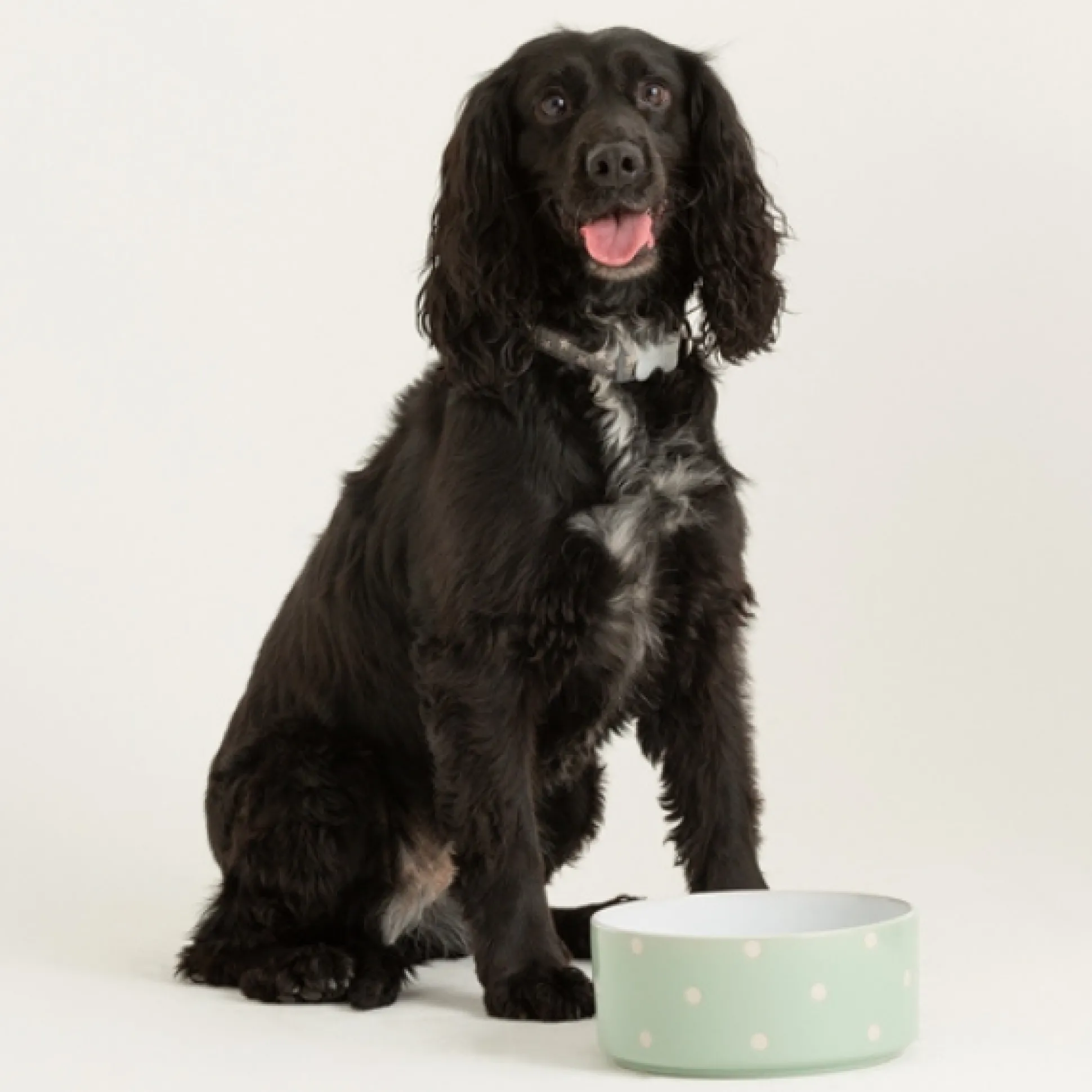 Polka Dot Sage Set Of 2 Dog Bowls 18cm