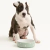 Polka Dot Sage Set Of 2 Pet Bowls 13cm