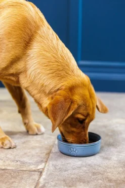 Reactive Paw 15x5cm Bowl